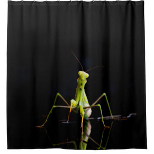 Praying mantis