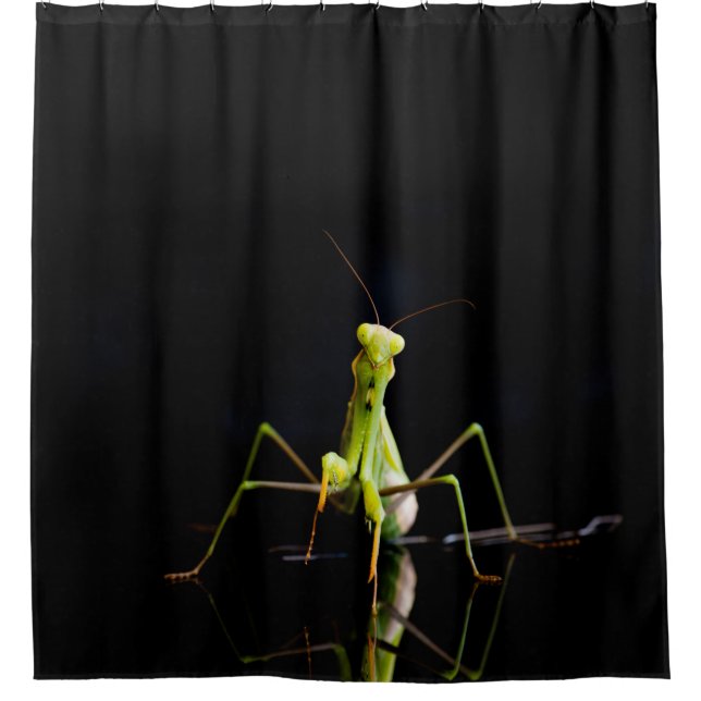 Praying mantis (Front)