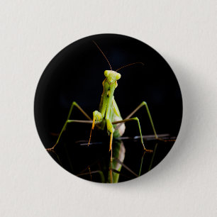 Praying mantis 2 inch round button