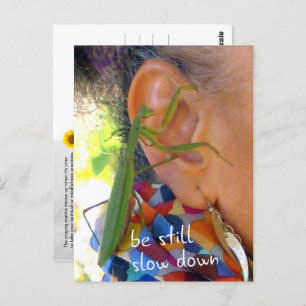 Praying Mantis - be still, slow down - postcard