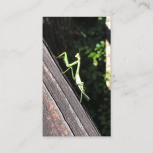 Praying Mantis Business Card