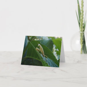Praying Mantis Card