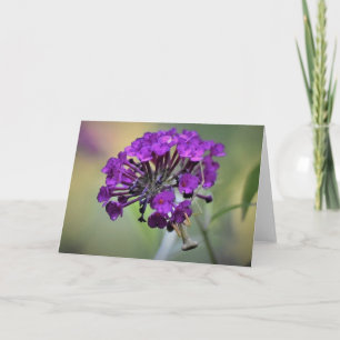 Praying Mantis, card