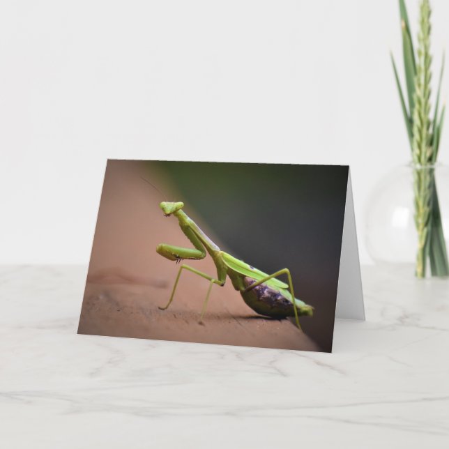 Praying Mantis, card (Front)