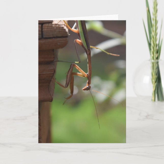 Praying Mantis, card (Front)