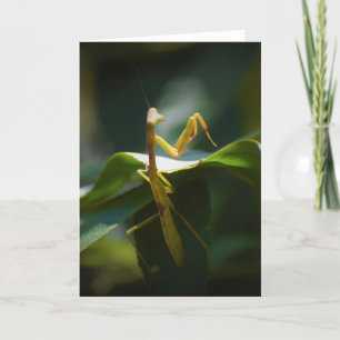 Praying Mantis, card