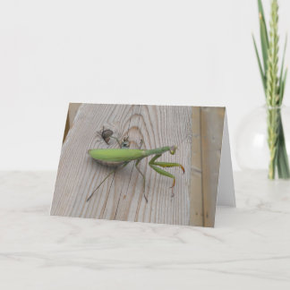 Praying Mantis Card