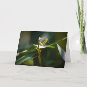 Praying Mantis, card