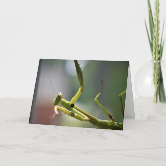 Praying Mantis, card (Front)