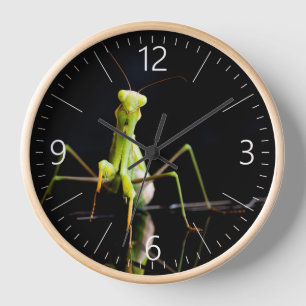 Praying mantis clock