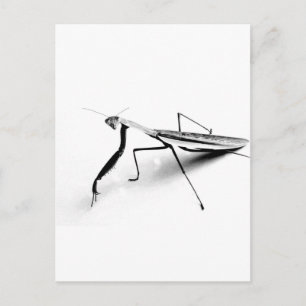 Praying Mantis Collection Postcard