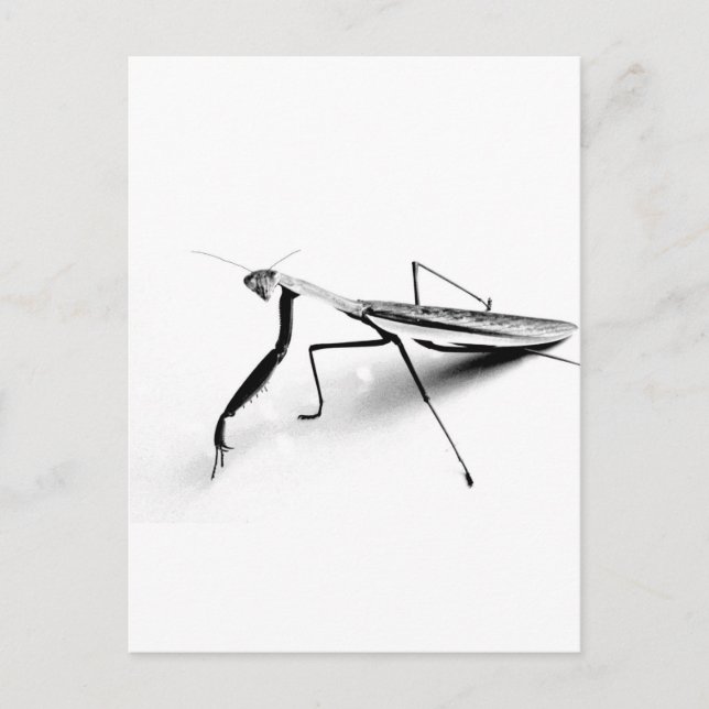 Praying Mantis Collection Postcard (Front)