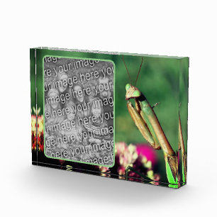 Praying Mantis Create Your Own  Photo Block