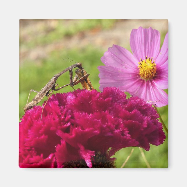 Praying Mantis Dining on a Moth Magnet (Front)