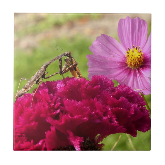 Praying Mantis Dining on a Moth Tile (Front)