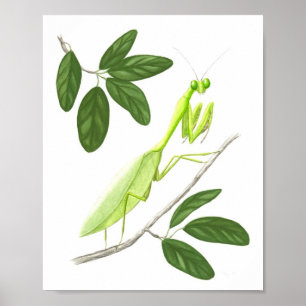 Praying Mantis Fine Art Print