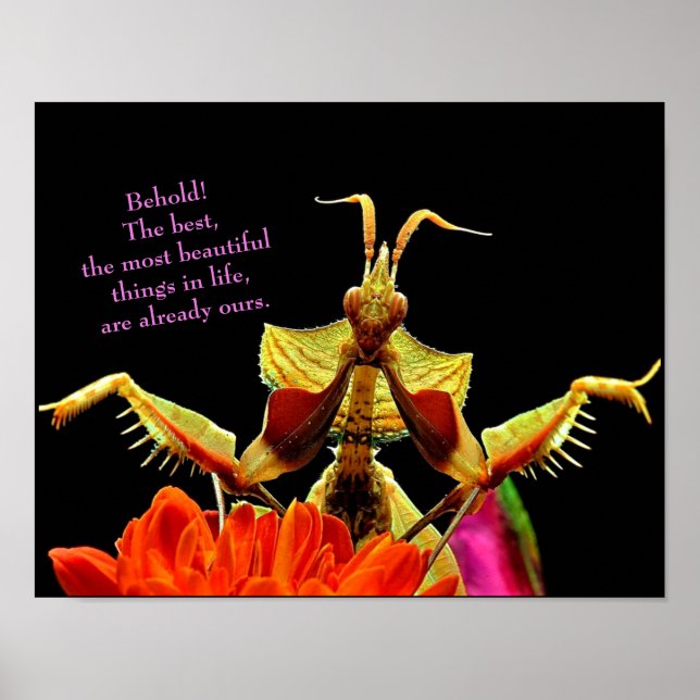 Praying Mantis & Flowers Bright & Beautiful Poster (Front)