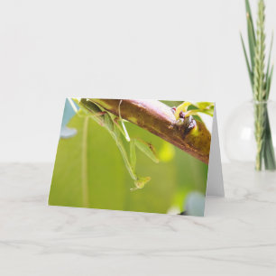 Praying Mantis Greeting Card