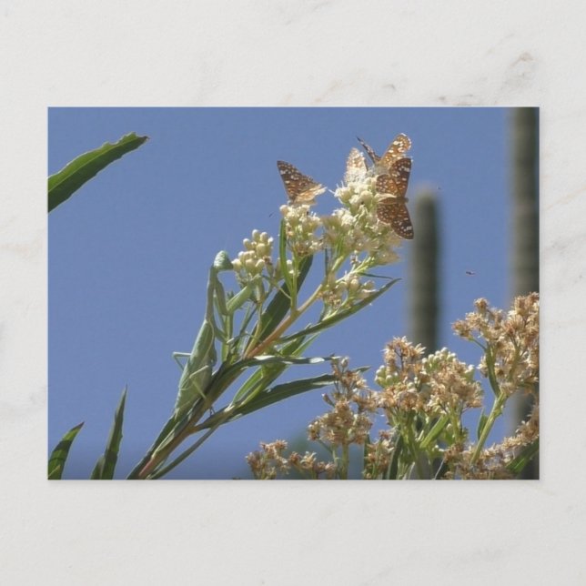 Praying Mantis Hunting Butterflies Postcard (Front)