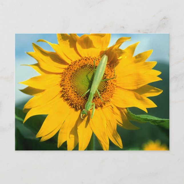 Praying Mantis in a Sunflower Postcard (Front)
