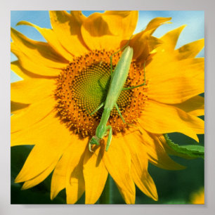 Praying Mantis in Sunflower Poster