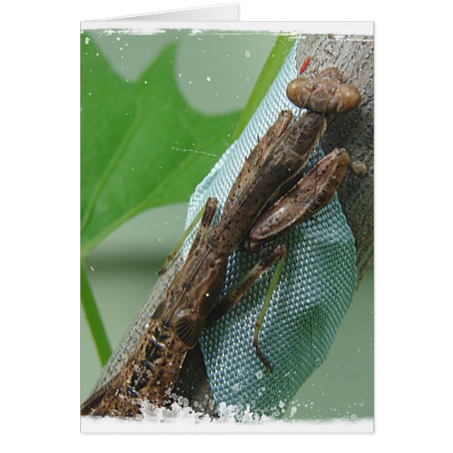 Praying Mantis Insect (Front)