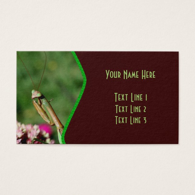 Praying Mantis Insect Nature (Front)