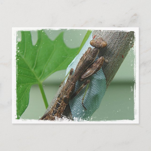Praying Mantis Insect Postcard (Front)