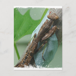 Praying Mantis Insect Postcard