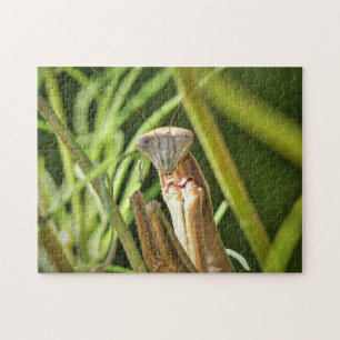 Praying Mantis Jigsaw Puzzle