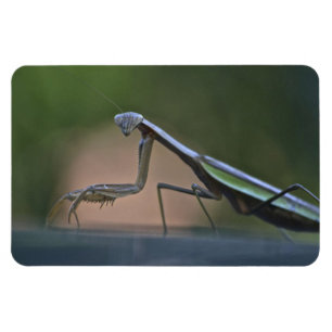 Praying Mantis Large Magnet