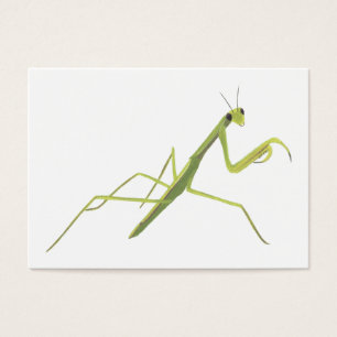 Praying Mantis Learning Flash Cards