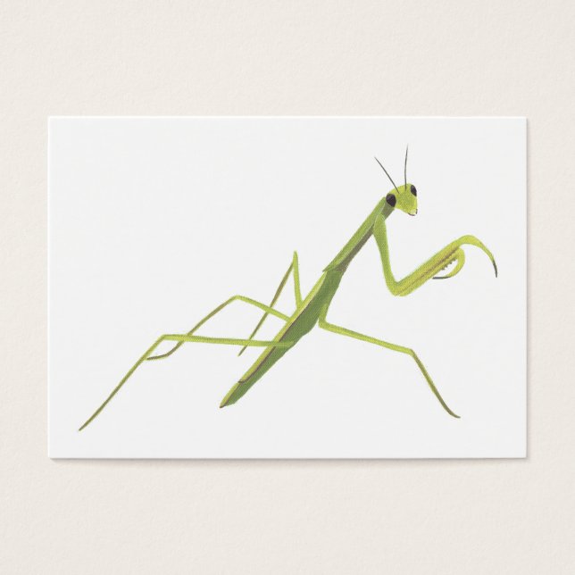Praying Mantis Learning Flash Cards (Front)