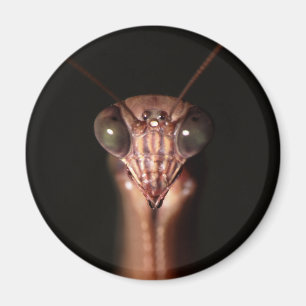praying mantis magnet