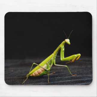 Praying mantis mouse pad