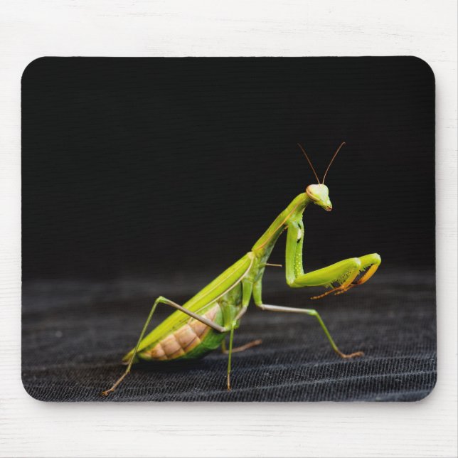 Praying mantis mouse pad (Front)