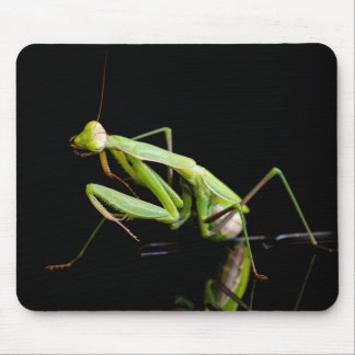 Praying mantis mouse pad