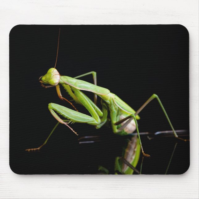 Praying mantis mouse pad (Front)