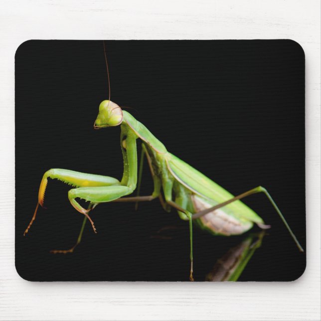 Praying mantis mouse pad (Front)