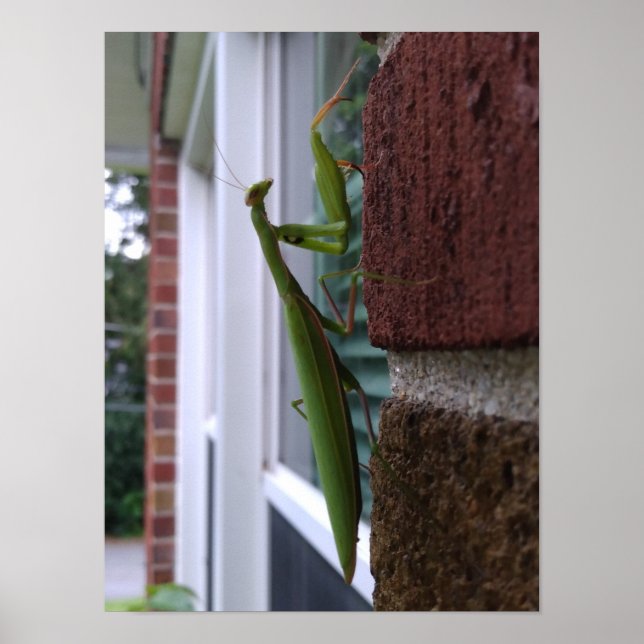 Praying Mantis on Brick Wall Poster (Front)