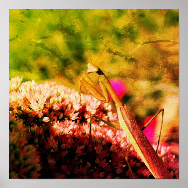 Praying Mantis On Sedum Flower Abstract Grunge Poster (Front)