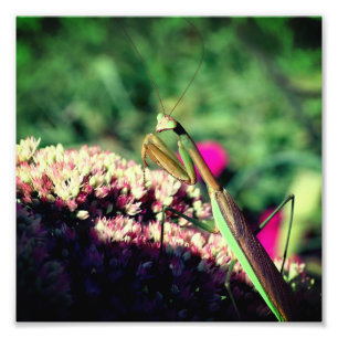 Praying Mantis On Sedum Flower Close Up 8x8 Photo Print