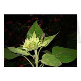Praying Mantis On Sunflower