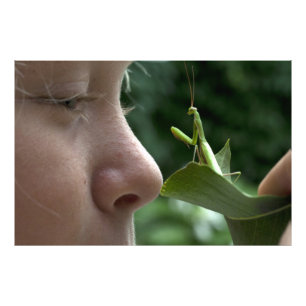 Praying Mantis Photo Print