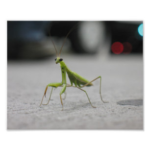 Praying Mantis Photo Print