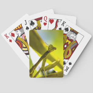 Praying Mantis Playing Cards