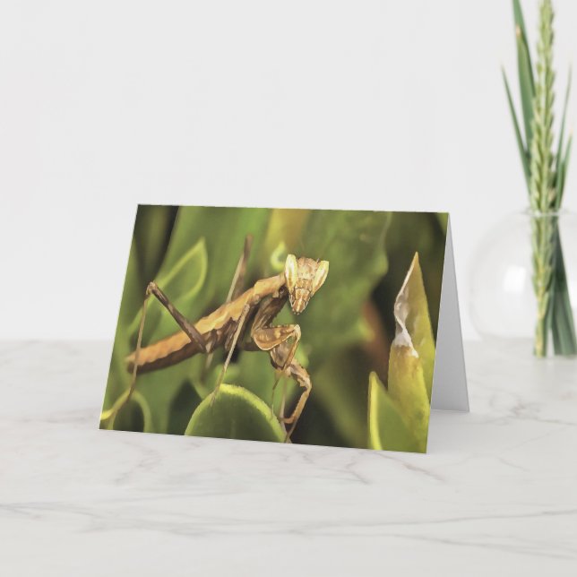 Praying Mantis Portrait Insect Art  Card (Front)