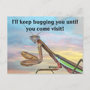 Praying Mantis Post Card