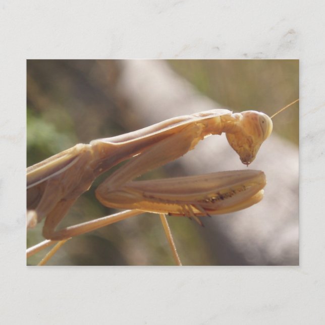 Praying Mantis Postcard (Front)