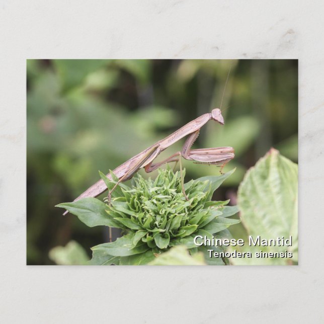 Praying Mantis Postcard (Front)